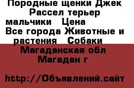 Породные щенки Джек Рассел терьер-мальчики › Цена ­ 40 000 - Все города Животные и растения » Собаки   . Магаданская обл.,Магадан г.